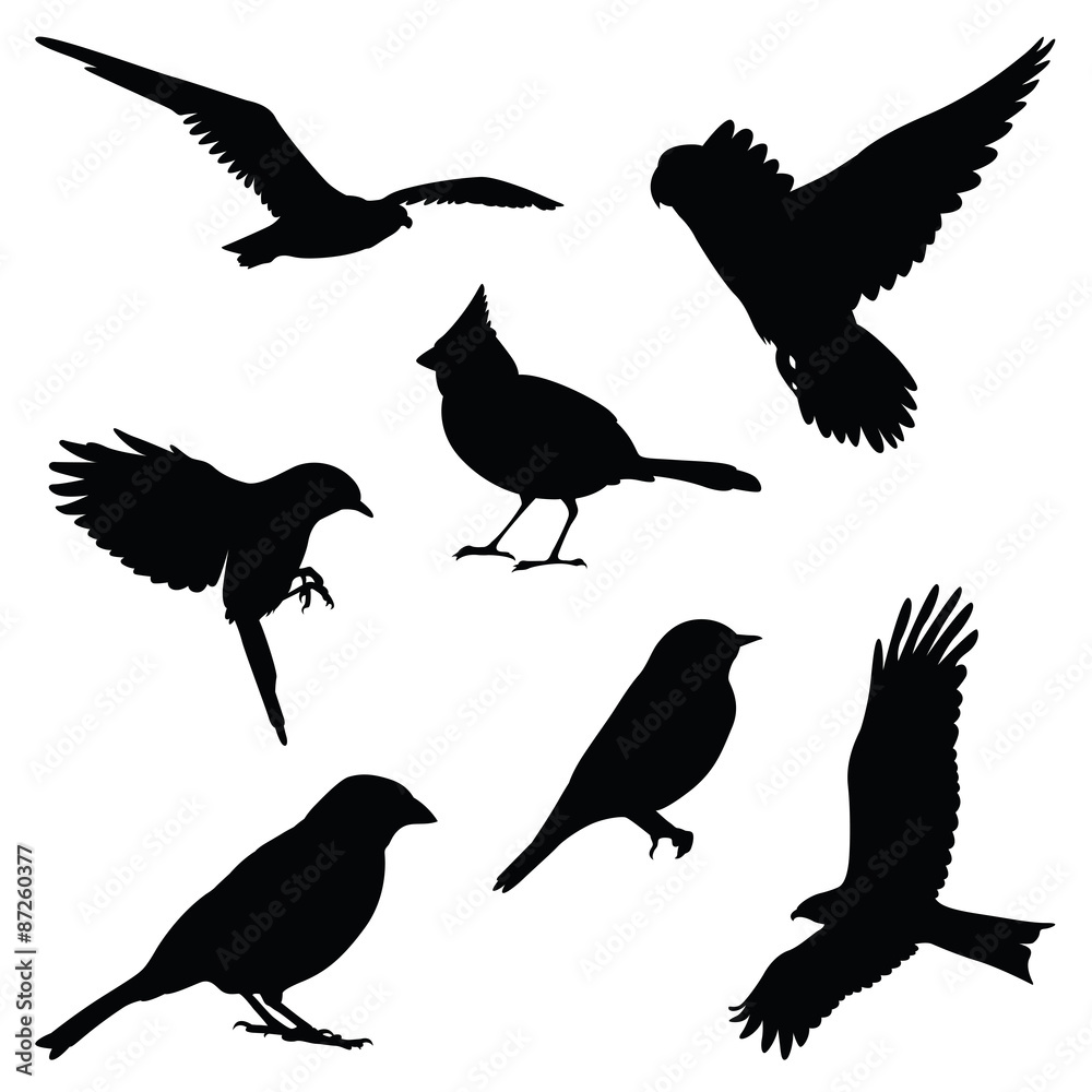 Fototapeta premium bird silhouette illustration set