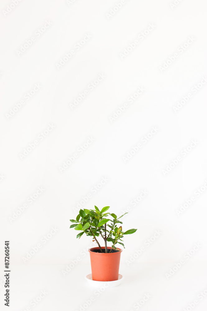 クチナシの花