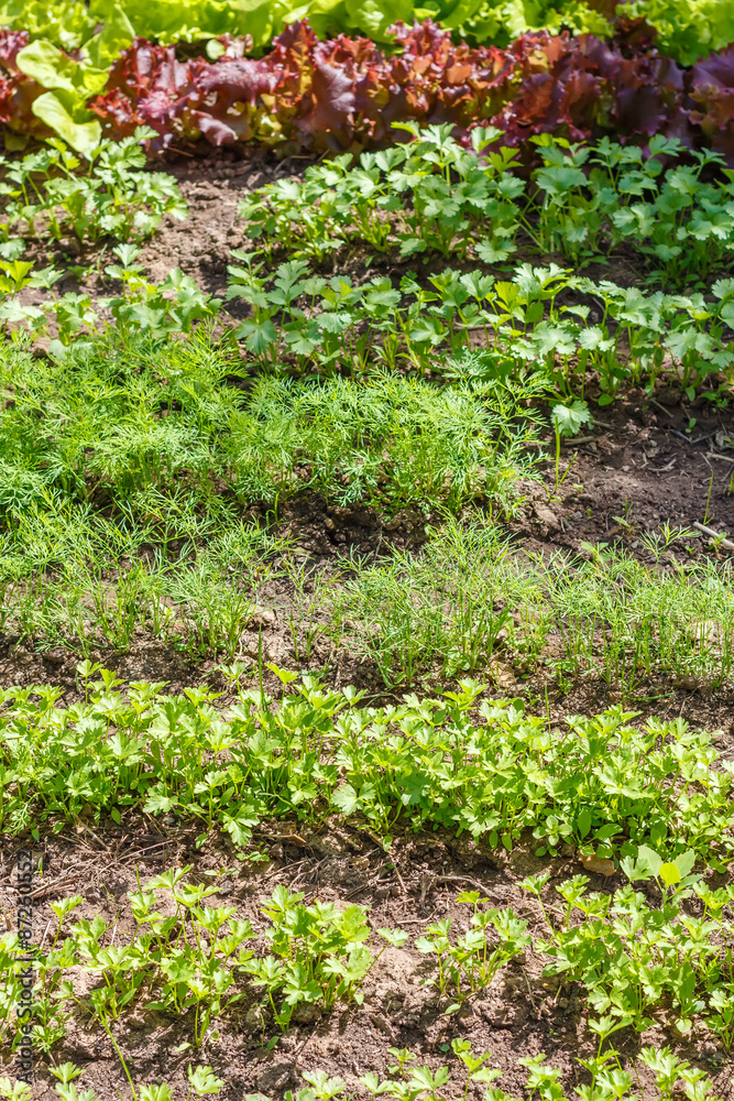 Leaf vegetable. Cilantro, parsley, dill and lettuce in seedbed. Vegetable garden. Household plot. Dacha. Leaf vegetable. Cilantro, parsley, dill and lettuce in seedbed. Vegetable garden. Household plot. Dacha.