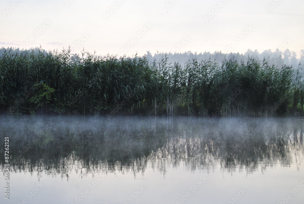 Камыши на озере в рассвете