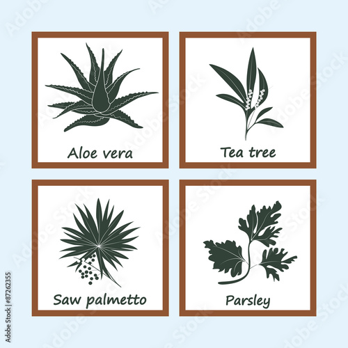 Collection of Herbs