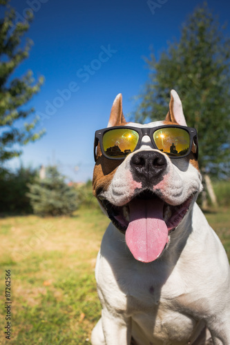 American staffordshire terrier dog wearing sunglasses