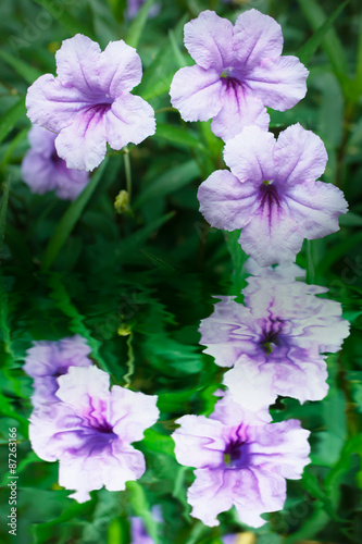 Purple flowers or Ruellia tuberosa Linn.