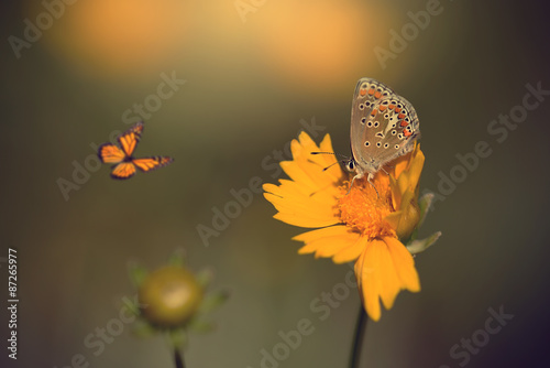 Photo of butterfly on flower