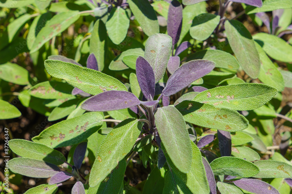 Obraz premium Purple Sage