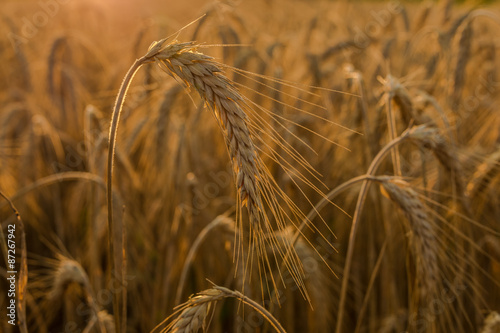 Wheat fields at sunset.