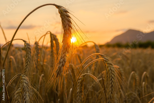Wheat fields at sunset.