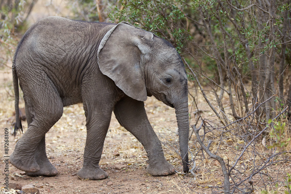 Very young African elephant calf