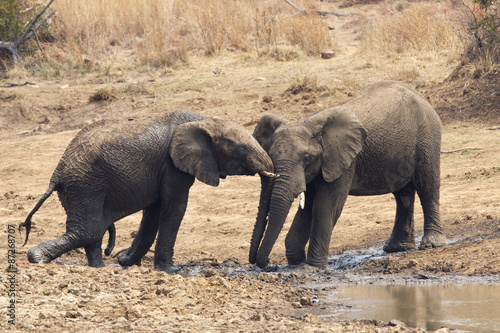 Photography African elephants