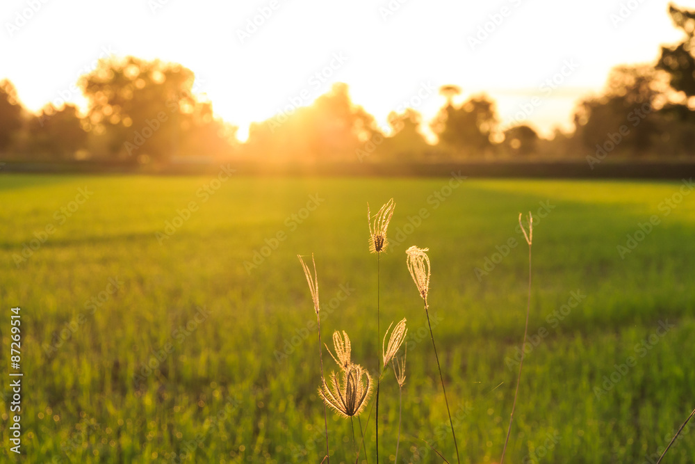 Fototapeta premium Rice Field at Sunset.
