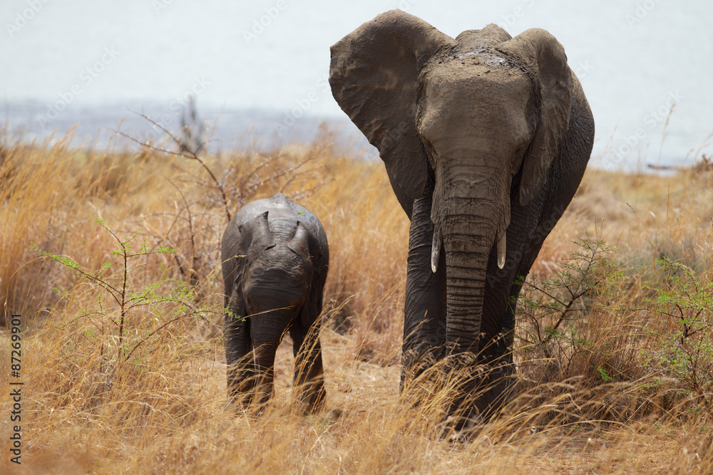 Fototapeta premium Large African elephant with its young calf walking