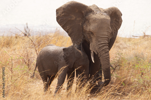 Large African elephant with its young calf