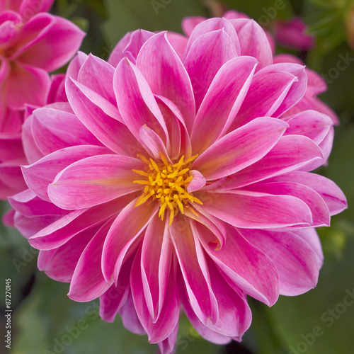 pink Dahlia flower closeup  natural background