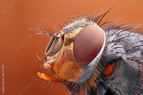 Very sharp and detailed study of Fly head stacked from many images into one very sharp photo.  © tomatito26