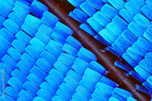 Extreme 10x magnification of Morpho Rhetenor Cacica butterfly wing
