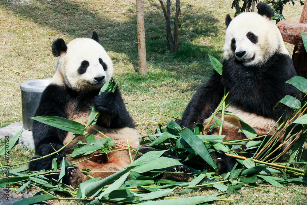 Fototapeta premium Two pandas eating bamboo