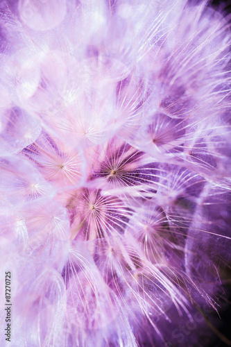 Fototapeta Naklejka Na Ścianę i Meble -  Close up of beautiful dandelion flower