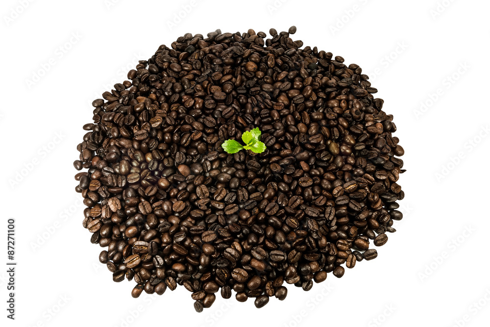 Green seedling in coffee beans isolated on white background Green seedling in coffee beans isolated on white background
