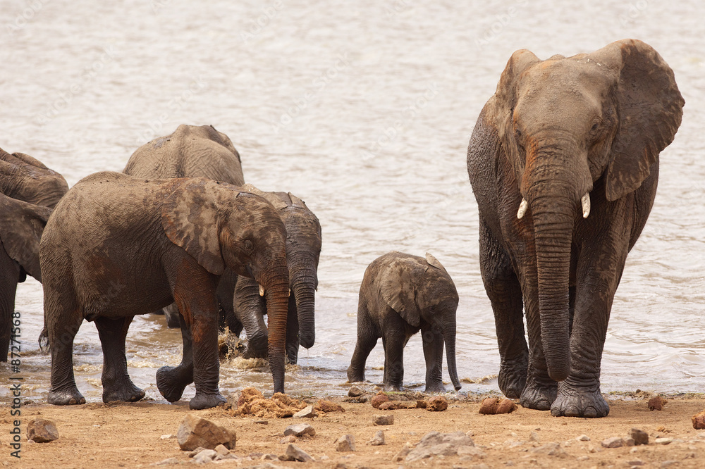 Fototapeta premium Group of African elephants