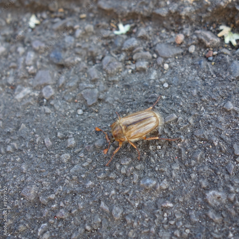Summer Chafer Summer Chafer
