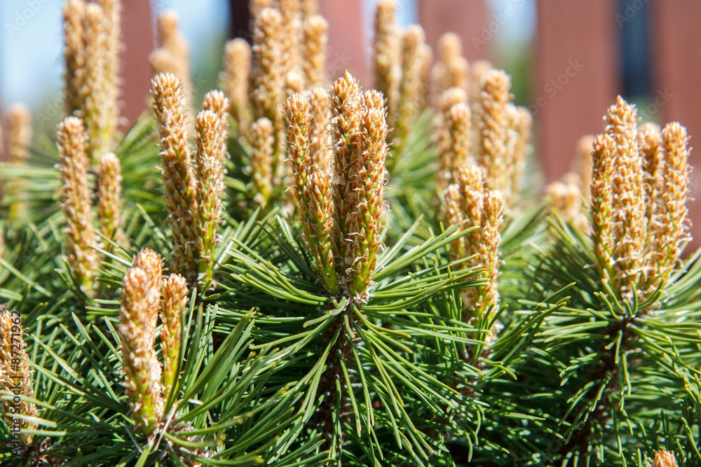pine needles pine needles