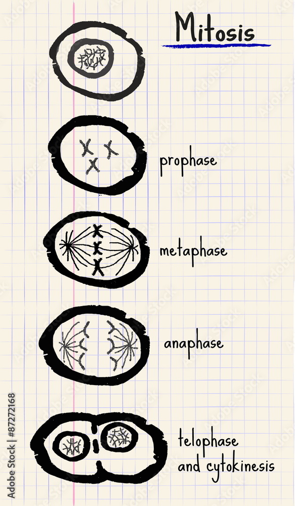 vector drawing mitosis vector drawing mitosis