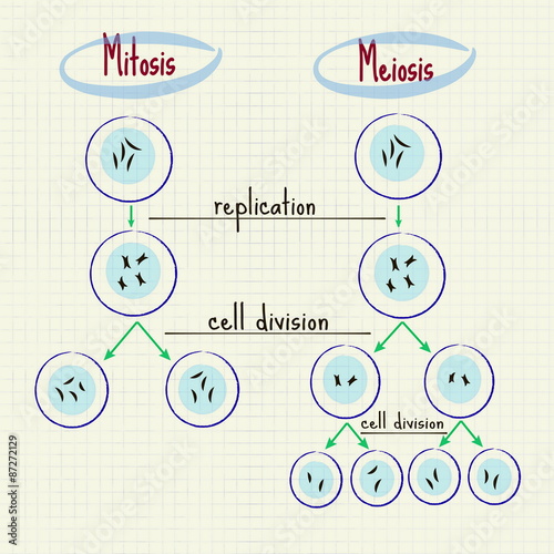mitosis and meiosis