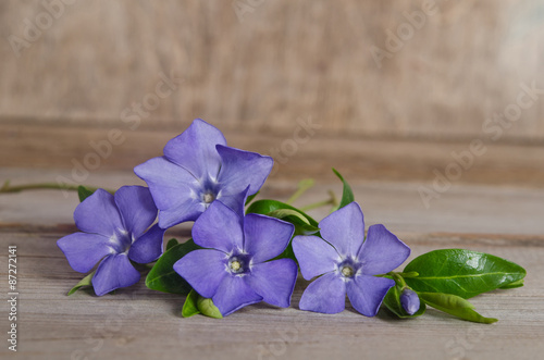 Beautiful blue flowers periwinkle on wooden background