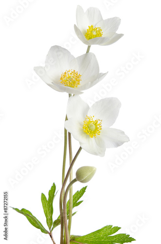 Fototapeta Naklejka Na Ścianę i Meble -  White anemone flowers  isolated on white background