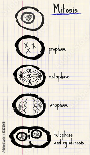 Fotografía vector drawing mitosis