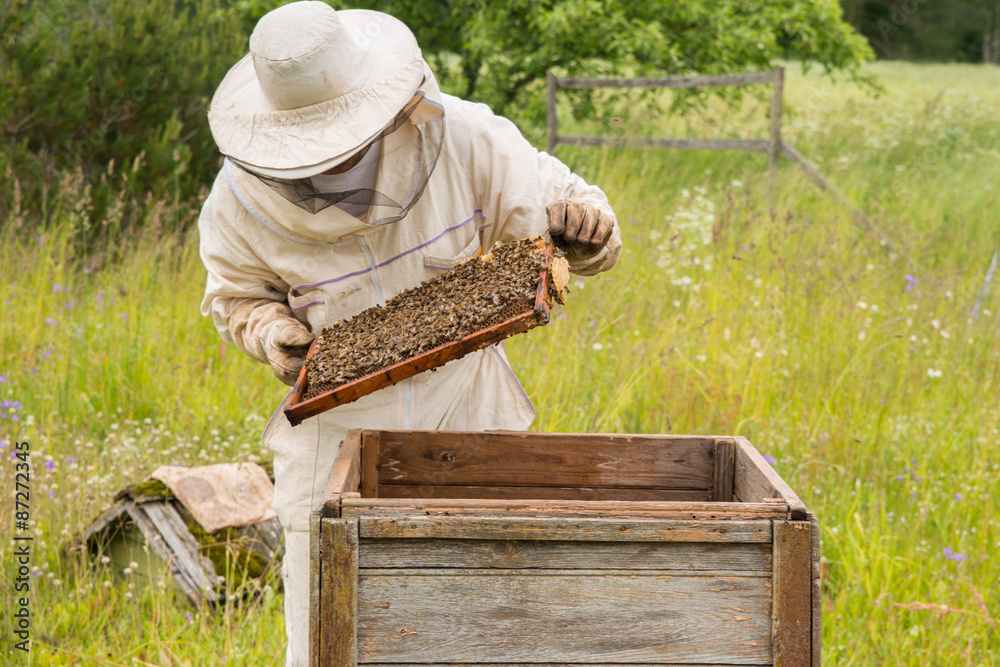 Beekeeper in his apiary with bees Beekeeper in his apiary with bees
