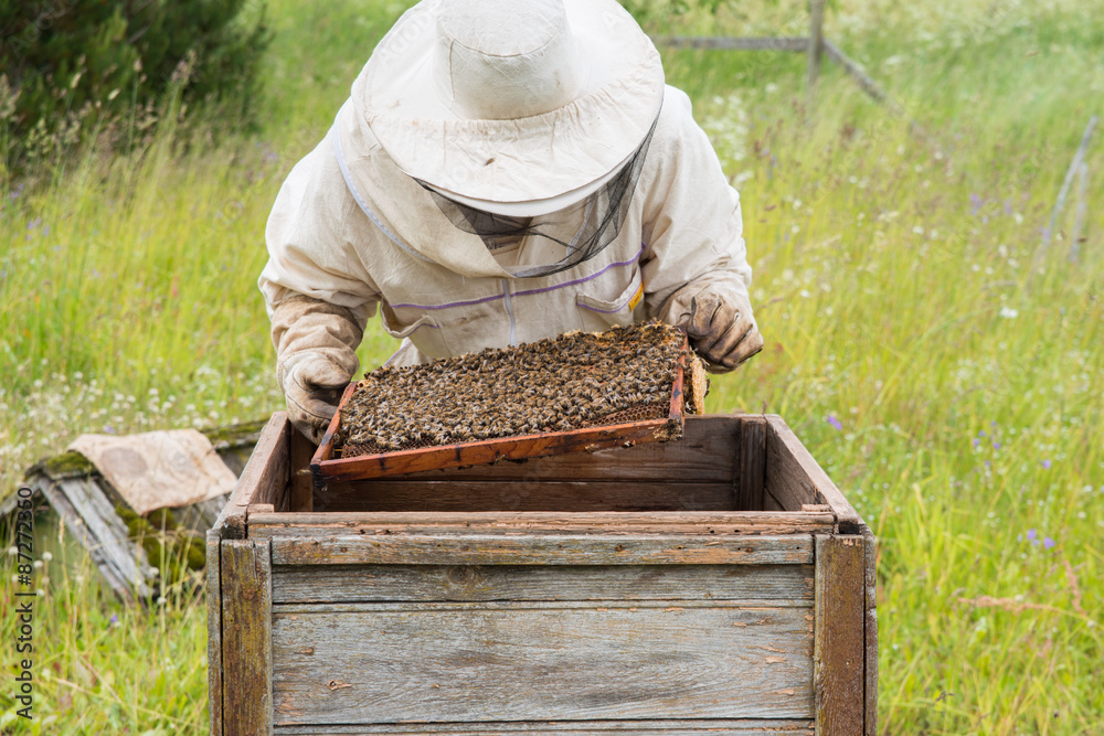 Beekeeper in his apiary with bees Beekeeper in his apiary with bees