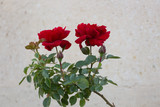 Beautiful red roses against a light stone wall in a sunny day