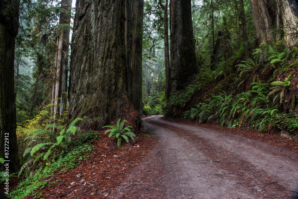 Road in Redwood National Park Road in Redwood National Park