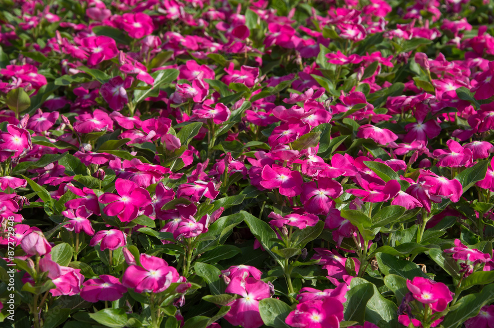 Fototapeta premium Purple flowers