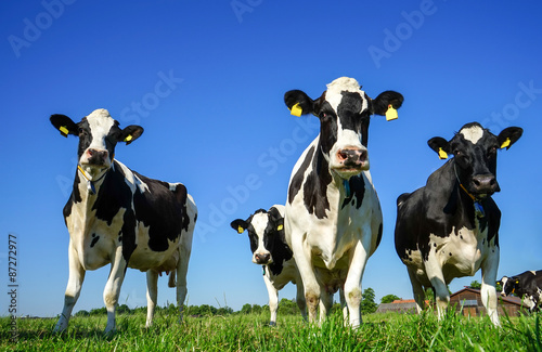 Schwarzbunte Milchkühe auf einer Weide vor blauem Himmel © Countrypixel