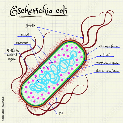 the structure of Escherichia coli