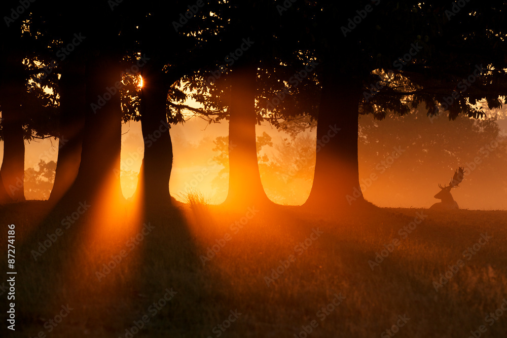Obraz premium Golden glow. A fallow deer buck silhouetted in the morning mist.