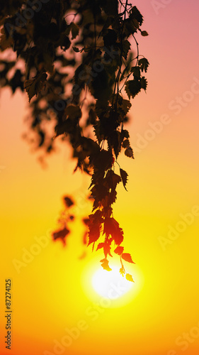 Summer Leaves Silhouettes