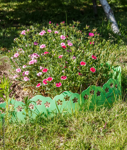 Dianthus. Common names include carnation (caryophyllus), pink ( plumarius and related species) and sweet william (barbatus). Household plot. Dacha