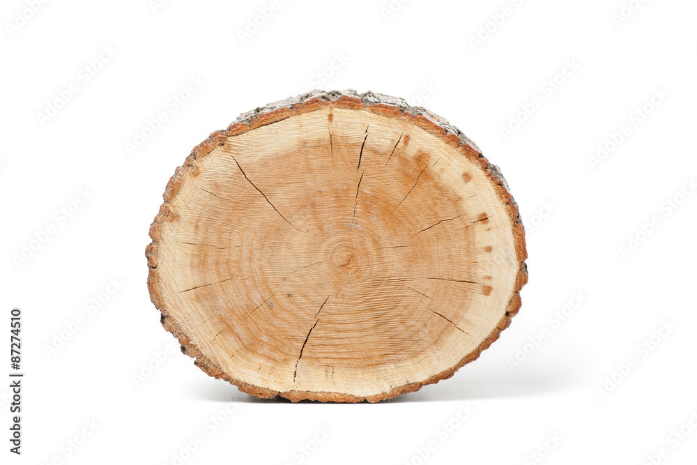 Cross section of tree trunk on white background Cross section of tree trunk on white background