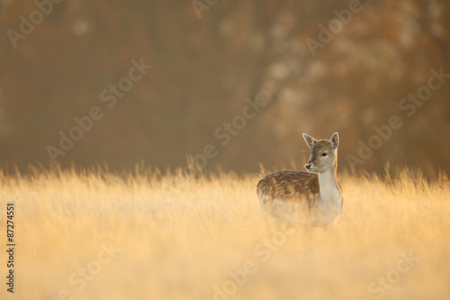 Little one  a fallow deer doe in long golden grass