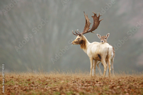 Fallow love, a doe rests her head on the back of a fallow deer buck