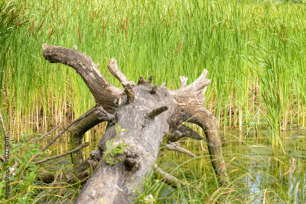 Fototapeta premium Uprooted Tree and Reeds