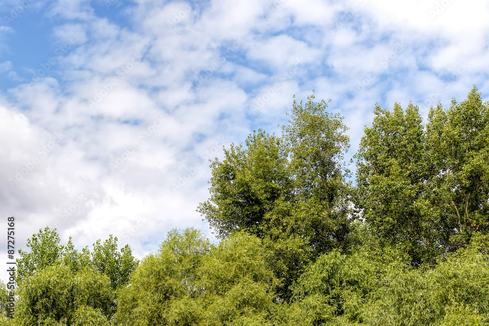 Fototapeta premium Cloudy Sky Over the trees