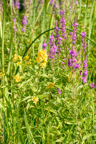 Lysimachia Vulgaris and Lythrum Salicaria, also called spiked loosestrife, or purple lythrum, growing close to the Dnieper river in Kiev, Ukraine  © Maxal Tamor
