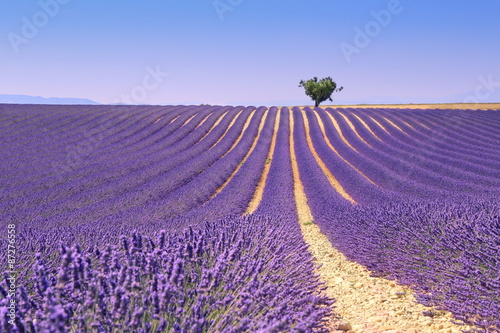 Plateau Valensole, Provence: lavender field