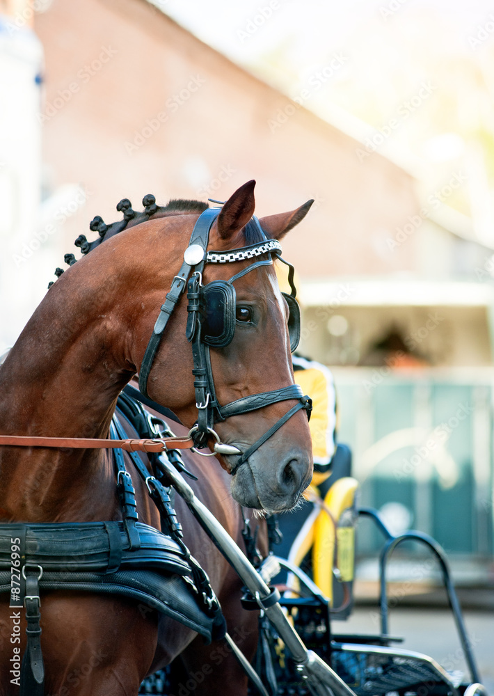 Obraz premium Race horse