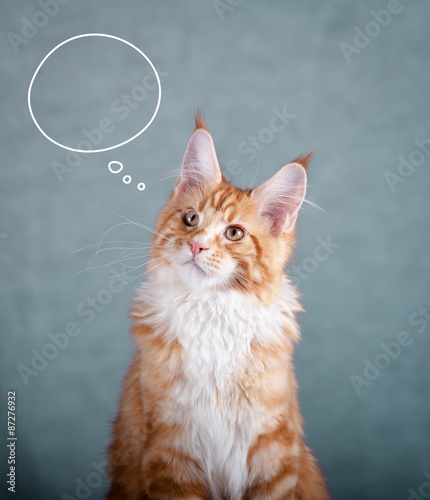 maine coon cat thinking