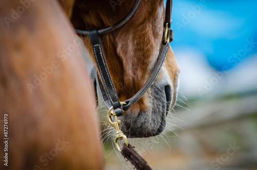 Fototapeta Naklejka Na Ścianę i Meble -  Horse nose closeup